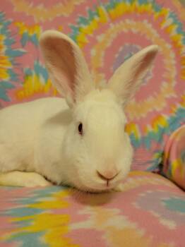 Twitch -  Bunny Rabbit Rabbit for Adoption in Ankeny, Iowa - Twitch | PetCurious