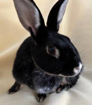 Silver Marten Rabbits Available for Adoption - Lulu | PetCurious