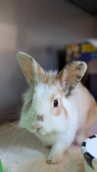 Waffles -  Lionhead Rabbit for Adoption in Coquitlam, British Columbia - Waffles | PetCurious