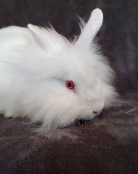 Jon Snow -  Angora Rabbit Rabbit for Adoption in Goleta, California - Jon Snow | PetCurious