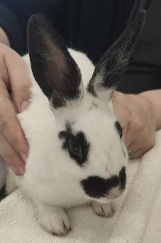 Bunny Rabbit Rabbits Available for Adoption in Lafayette, Indiana - Bandit | PetCurious
