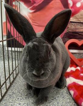 Bunny Rabbit Rabbits Available for Adoption - Wexford | PetCurious