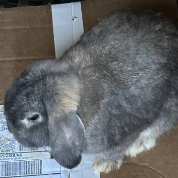 Holland Lop Rabbits Available for Adoption - Peter (and Benjamin) | PetCurious