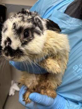 STAR LIGHT -  Bunny Rabbit Rabbit for Adoption in Las Vegas, Nevada - STAR LIGHT | PetCurious