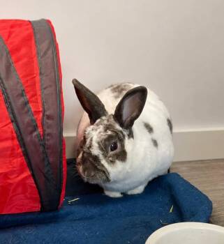 Grégoire -  Mini Rex Rabbit for Adoption in Delson, Quebec - Grégoire | PetCurious