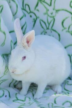 Rex Rabbits Available for Adoption in Bishopville, South Carolina - Daffodil | PetCurious