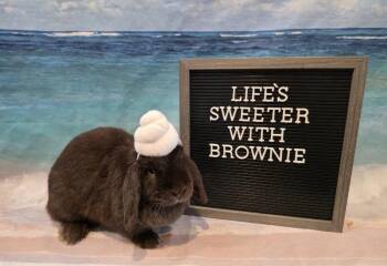Brownie -  Mini Lop Rabbit for Adoption in Columbus, Ohio - Brownie | PetCurious