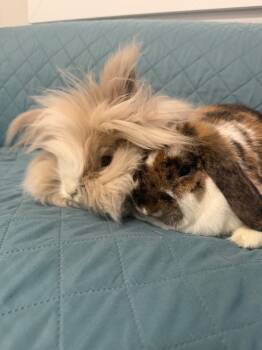 Rescue Mini Lop Rabbits for Adoption in Pflugerville, Texas - Nilchi / Harold | PetCurious