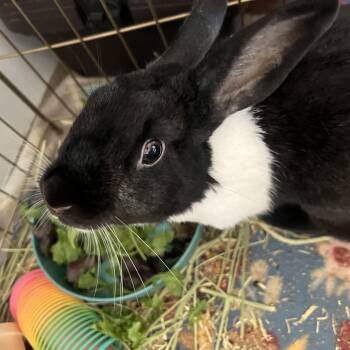 Rescue Dutch Rabbits for Adoption in Huntsville, Alabama - Allie | PetCurious