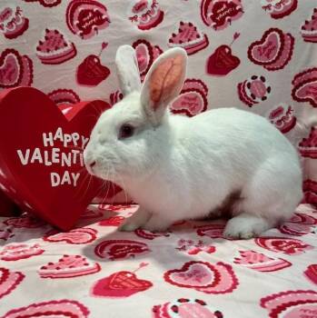 Florida White Rabbits Available for Adoption - Garnet | PetCurious