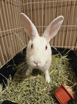 Magnolia -  Florida White Rabbit for Adoption in Sauk Village, Illinois - Magnolia | PetCurious