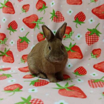 Mocha -  Bunny Rabbit Rabbit for Adoption in Harrisburg, Pennsylvania - Mocha | PetCurious