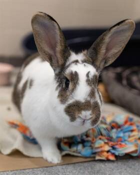 Bunny Rabbit Rabbits Available for Adoption in Leesburg, Virginia - MIRACLE | PetCurious