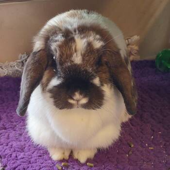 Mini Lop Rabbits Available for Adoption - Sammi | PetCurious