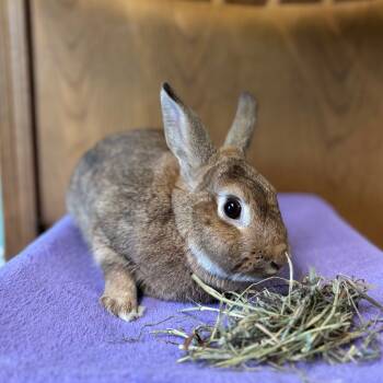 Rescue New Zealand Rabbits for Adoption in Fargo, North Dakota - Frolic--In Foster | PetCurious
