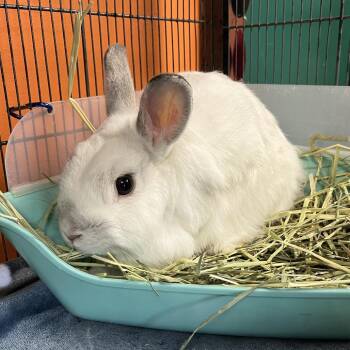 American and Mini Rex Rabbits Available for Adoption in Pauls Valley, Oklahoma - Woody | PetCurious