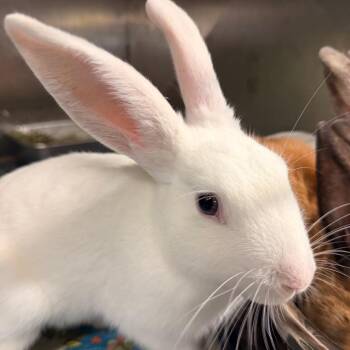 Goofy -  New Zealand Rabbit for Adoption in Winston-salem, North Carolina - Goofy | PetCurious