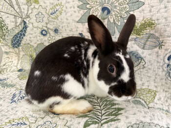Rescue Havana Rabbits for Adoption in Marshfield, Wisconsin - Joey | PetCurious