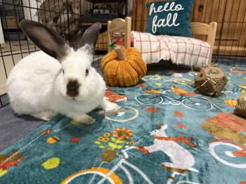 Hoppy -  Californian Rabbit for Adoption in Little Rock, Arkansas - Hoppy | PetCurious
