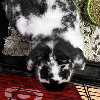 Oreo -  Lop Eared Rabbit for Adoption in Hillsborough Township, New Jersey - Oreo | PetCurious