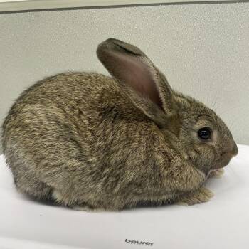 New Zealand Rabbits Available for Adoption in Tampa, Florida - Haylo | PetCurious