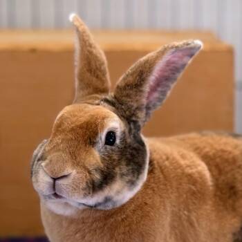 Rex and Harlequin Rabbits Available for Adoption - Clooney | PetCurious