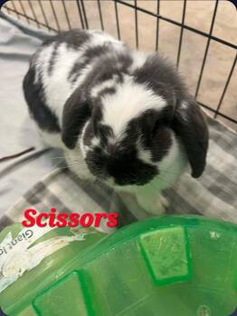 Scissors -  Mini Lop Rabbit for Adoption in Pottsville, Pennsylvania - Scissors | PetCurious