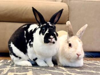 Luke and Mara -  Rex Rabbit for Adoption in Saint Charles, Missouri - Luke And Mara | PetCurious