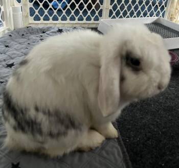 Rescue Holland Lop Rabbits for Adoption in Kalamazoo, Michigan - Marilyn Bunroe | PetCurious