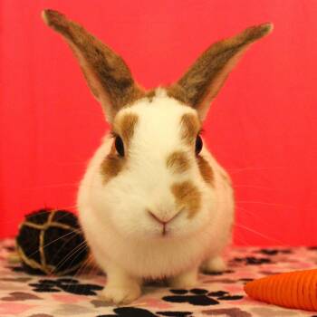 Iridessa -  Mini Rex Rabbit for Adoption in Yucca Valley, California - Iridessa | PetCurious