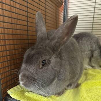 Bunny Rabbit Rabbits Available for Adoption - Ghost Pepper | PetCurious