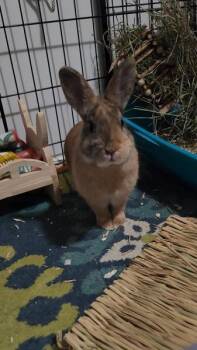 Rescue Bunny Rabbit Rabbits for Adoption in Kalamazoo, Michigan - Ferah | PetCurious