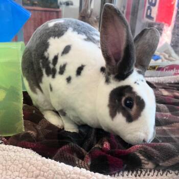 Rex Rabbits Available for Adoption - Gandalf | PetCurious
