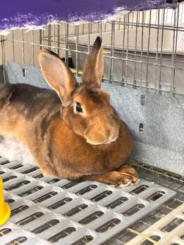 Ellory -  Rex Rabbit for Adoption in Pflugerville, Texas - Ellory | PetCurious