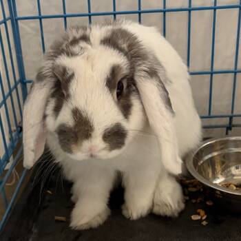 Rescue Holland Lop Rabbits for Adoption in Yuma, Arizona - Moose | PetCurious