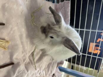 Rescue Holland Lop and Lionhead Rabbits for Adoption in Clearfield, Pennsylvania - Tippy | PetCurious
