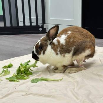 Bilbo -  Mini Lop Rabbit for Adoption in The Woodlands, Texas - Bilbo | PetCurious