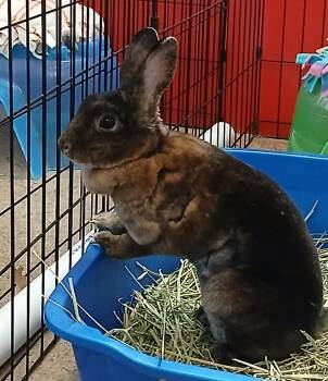 Rescue Mini Rex Rabbits for Adoption in Chicago, Illinois - Linda | PetCurious