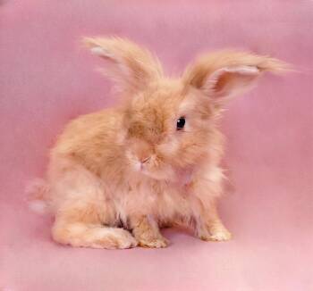 BUGS -  Bunny Rabbit Rabbit for Adoption in Pasadena, California - BUGS | PetCurious