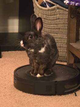 Rescue Dutch Rabbits for Adoption in Wekiwa Springs, Florida - Eclipse (Bonded To Sena) | PetCurious