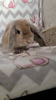 Rescue Holland Lop Rabbits for Adoption in Waynesboro, Virginia - Polly | PetCurious