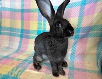 Rescue Flemish Giant Rabbits for Adoption in Folsom, California - Poppy | PetCurious