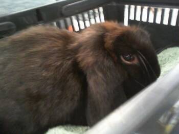 A1270915 -  Bunny Rabbit Rabbit for Adoption in Charlotte, North Carolina - A1270915 | PetCurious
