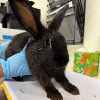 Hoppy -  American Rabbit for Adoption in Tampa, Florida - Hoppy | PetCurious