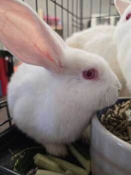 Eerie -  Bunny Rabbit Rabbit for Adoption in Cincinnati, Ohio - Eerie | PetCurious