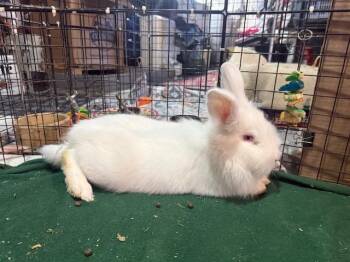 Lionhead Rabbits Available for Adoption - Bigwig | PetCurious