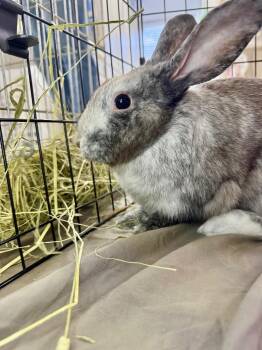 Harey Styles -  Harlequin Rabbit for Adoption in Pflugerville, Texas - Harey Styles | PetCurious
