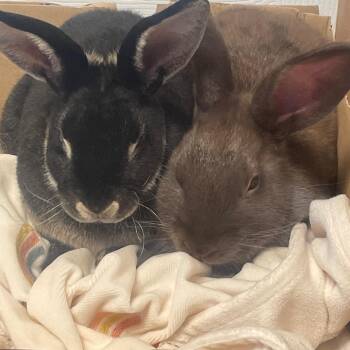 Rescue Silver Marten Rabbits for Adoption in Columbia, Maryland - Dusty* | PetCurious