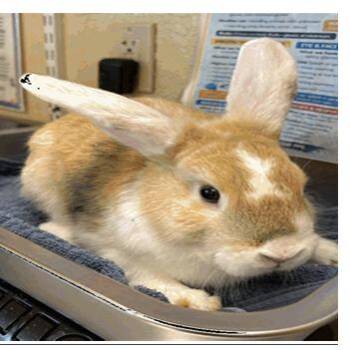 Casey -  Lop Eared Rabbit for Adoption in Tampa, Florida - Casey | PetCurious