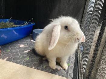 MEW -  American Fuzzy Lop Rabbit for Adoption in Tustin, California - MEW | PetCurious